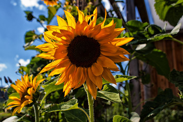Sonnenblume im Sommer