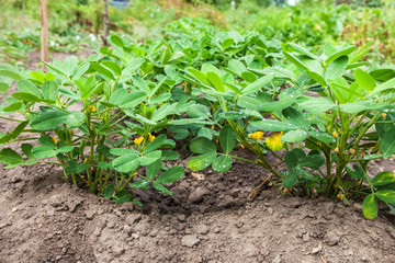 Growing peanuts on plantation close-up