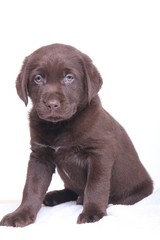 Labrador puppy