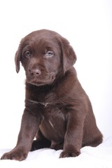 Labrador puppy
