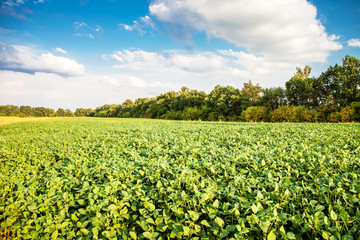 Fototapeta na wymiar Green soybean field landscape