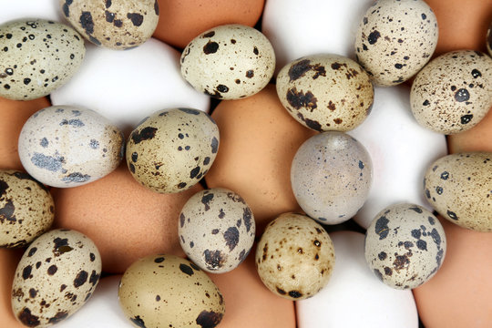 different quail and chicken eggs lie together close-up