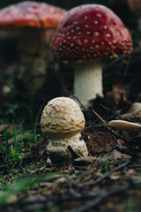 Death Cap Mushroom