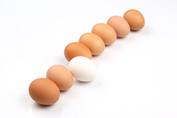 chicken eggs on white background