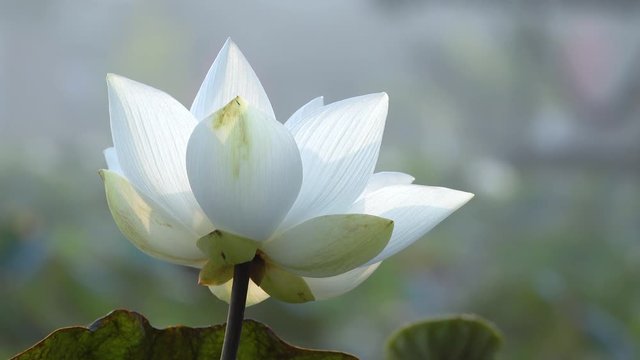 Royalty high quality free stock image of a lotus flower. The background is the lotus leaf and pink lotus flowers and lotus bud in a pond. Beautiful sunlight and sunshine in the morning