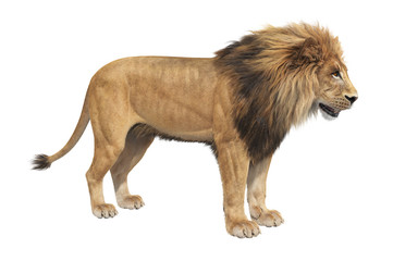 Lion animal big majestic hunter. 3D rendering