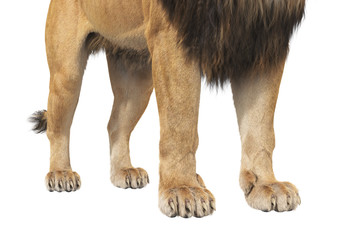 Lion paws african beast with fur, close view. 3D rendering