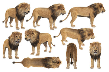 African lion with big mane set. 3D rendering