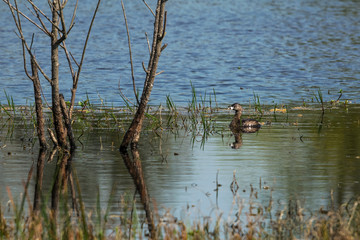 Pied-billed grebe enjoying a spring swim!