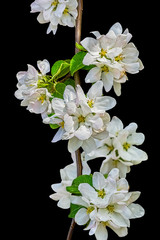 White spring flowers of apple tree on a black background