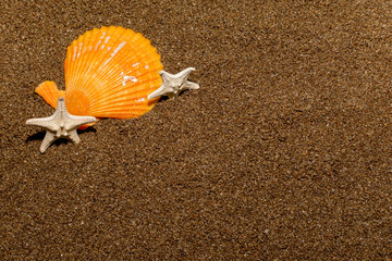Seashells