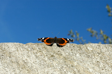 Dorsal view of Vanessa atalanta or red admiral butterfly sitting on stone wall in bright sunlight with blue sky in background