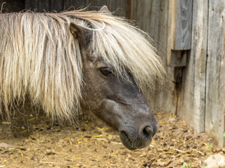 Naklejka na ściany i meble Pet shetland pony with an unruly blond mane