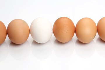 chicken eggs on white background.