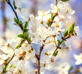 Honey bee on Cherry Blossom in spring with Soft focus, Sakura season- Spring abstract scenes.