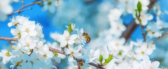 Foto auf Acrylglas Biene Honigbiene fliegt zu den weiß blühenden Blumen