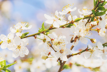 Honey bee flying on Cherry Blossom in spring with Soft focus, Sakura season- Spring abstract scenes.