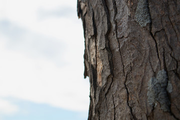 Fototapeta premium Baum Rinde