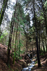 Obraz premium Floresta