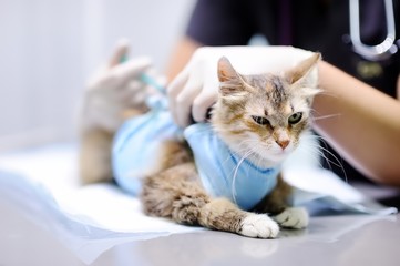 Female veterinary doctor giving injection for cat wearing bandage after surgery