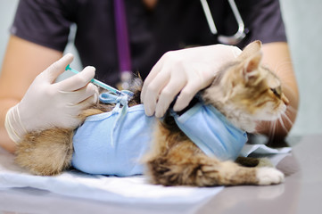 Female veterinary doctor giving injection for cat wearing bandage after surgery. Focus on syringe