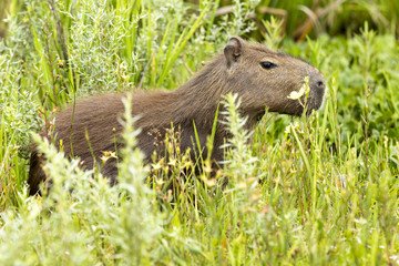 Capybara (Hydrochaeris hydrochaeris)