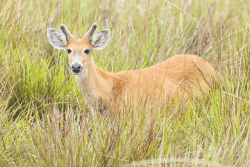 Young Male Marsh Deer (Blastocerus dichotomus)