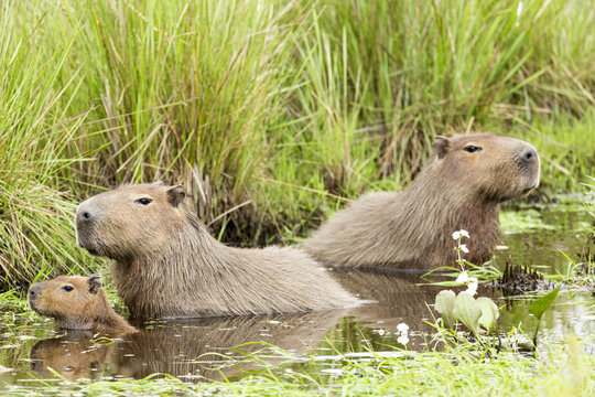Capybara (Hydrochaeris hydrochaeris)