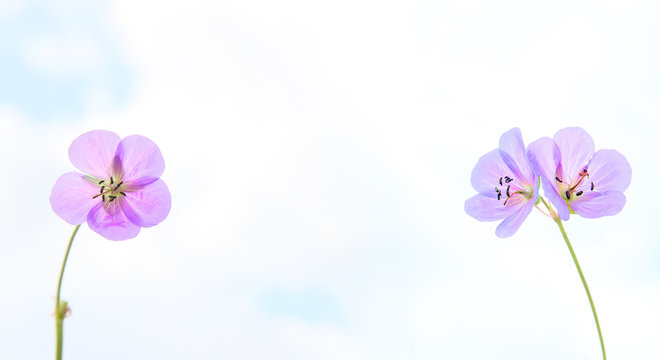 Fototapeta Purple flowers on a white background from my garden 