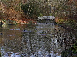 Small pond in autumn season, with bridge, trees on the shore, ducks on the water