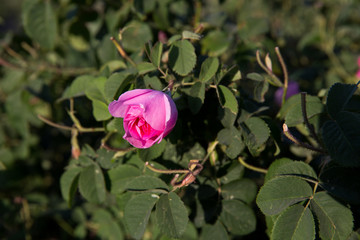Obraz premium Rosa damascena in Barzok, Isfahan, Iran