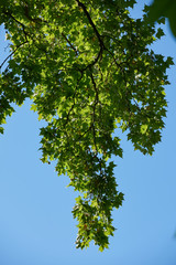tree branches