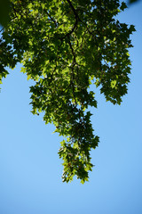 tree branches