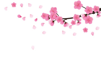 Cherry blossom,Sakura pink flowers  background.