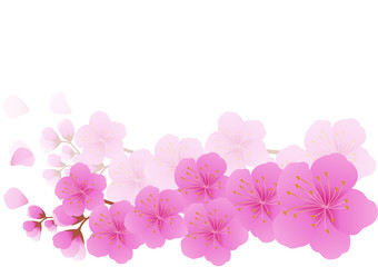 Fototapeta na wymiar Cherry blossom,Sakura pink flowers background.