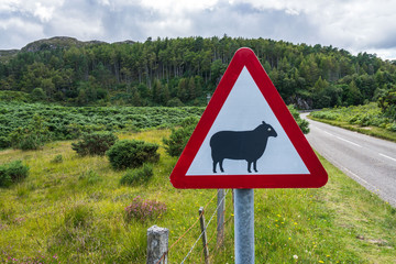 Roadside sign warning of possible sheep, Scotland, Britain