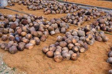 Coconut Perfume is cutting head for Breeds
