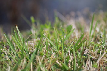Grass