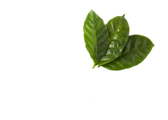 Fototapeta premium fresh green coffee leaves
