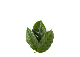 fresh green coffee leaves
