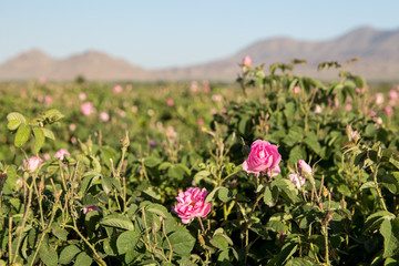 Obraz premium Rosa damascena in Barzok, Isfahan, Iran