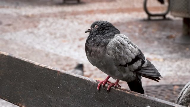 A Pigeon sitting and looking around itselfon brench in Park