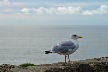 Standing seagul with ocean background
