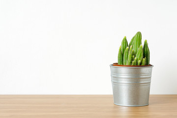 Cactus on wooden table and white background with copy space, succulent desert houseplant trendy design concept
