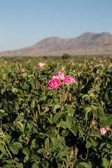 Obraz premium Rosa damascena in Barzok, Isfahan, Iran