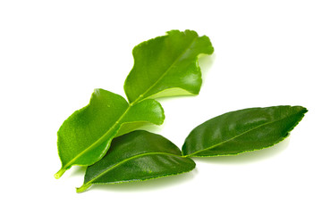 Lime leaf on white background isolated with clipping path