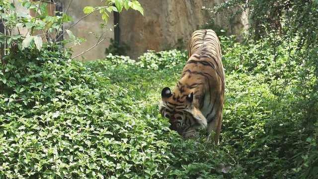 Behavior of tigers in biting grass, trees, Slow motion.