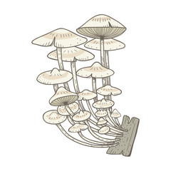 Illustration of mushroom