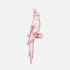 Obraz na płótnie Canvas Illustration of parrot