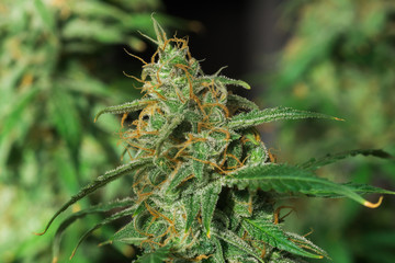 cannabis grown indoor before harvest. Macro shot with sugar trichomes cbd thc, concepts of grow and...
